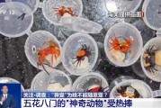 温州@铲屎官们 养“异宠”或危害国家安全 这些行为违法了