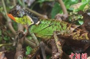 温州云南南滚河保护区首次发现红唇棘蜥