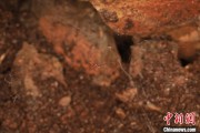 温州江西发现蜘蛛新物种 为研究呵叻蛛属适应区域提供依据