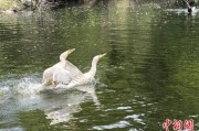 温州吉林：罕见白鸬鹚连续两年“故地重游”