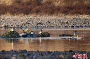 温州歙县完成安徽首个县域生物多样性调查 共记录物种近4千种